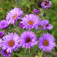 Lila Aster Novae Angliae Blumensamen zur Aussaat sonnenliebend Traditionssorte & ohne Gentechnik Samen Hausgarten
