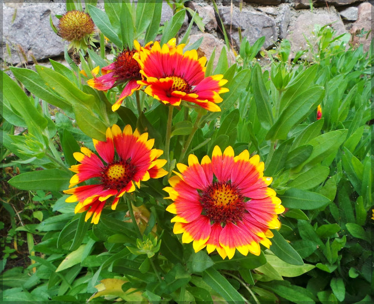 Blanket Blume Gaillardia Samen einfache Aussaat