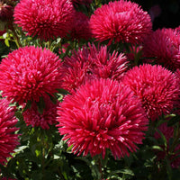 Aster (aster blume) samen for anpflanzung in home garten