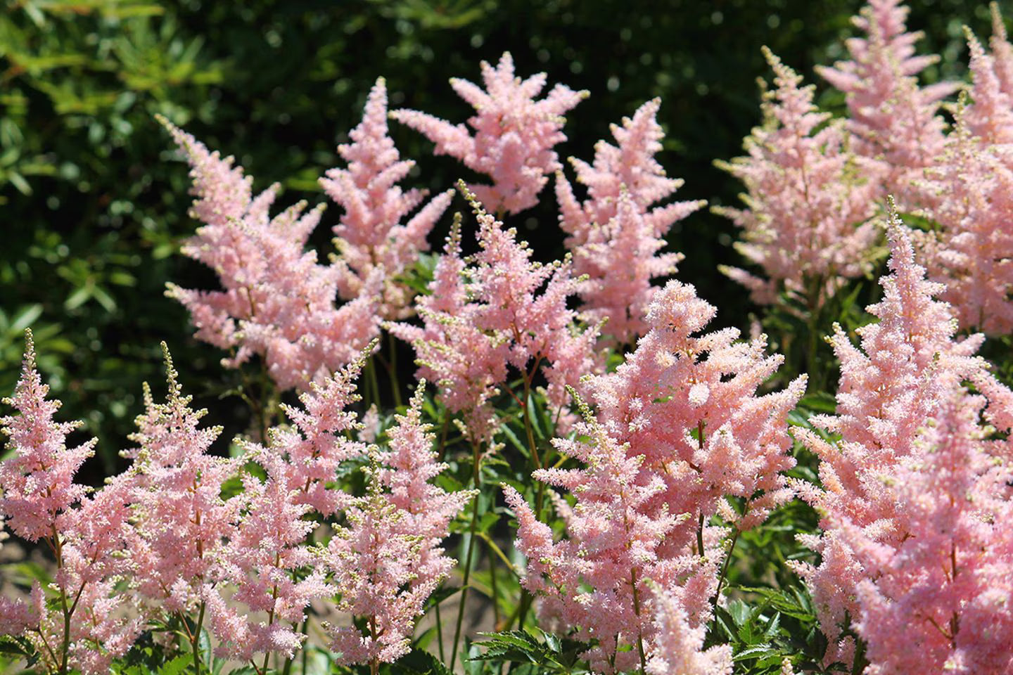 Prachtspiere Blumensamen zur Aussaat robust Sorte Traditionssorte & ohne Gentechnik Samen Hausgarten
