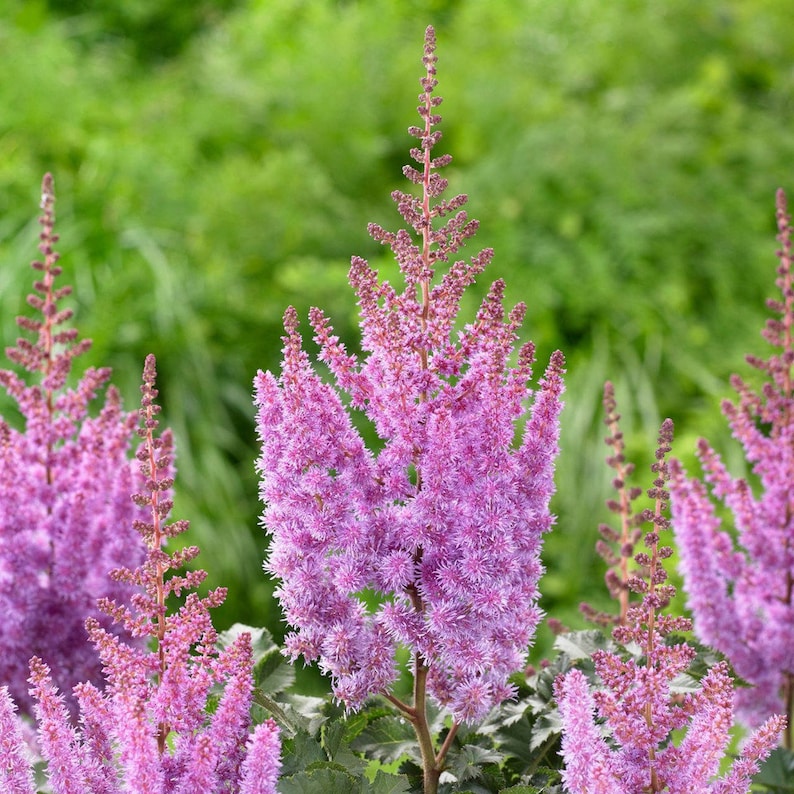 Close-up of astilbe blume plumes