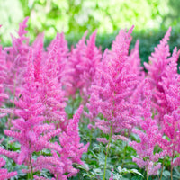 Astilbe blume samen for anpflanzung elegant plume blooms
