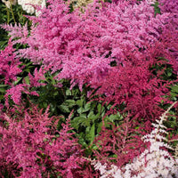 Astilbe blume samen for anpflanzung