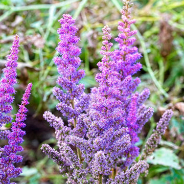Astilbe blume samen: anpflanzung violet blooms samen