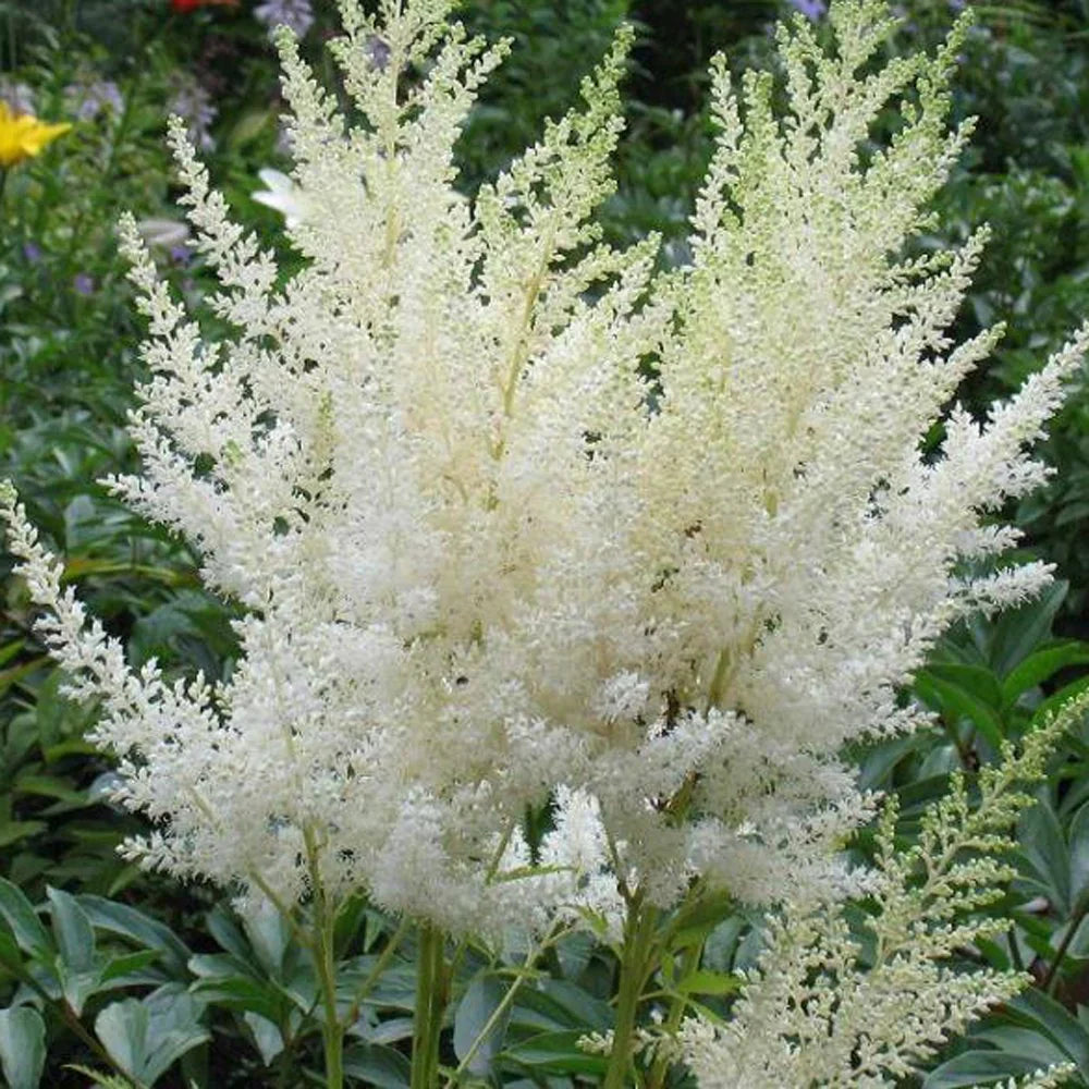 Astilbe blumen wachsend in a garten bed