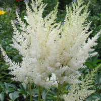 Astilbe blumen wachsend in a garten bed