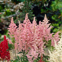 Light grün astilbe planted along garten border