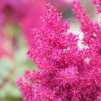 Astilbe samen thriving in partial shade
