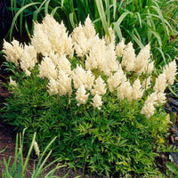 Rosa astilbe feathery plume blumen