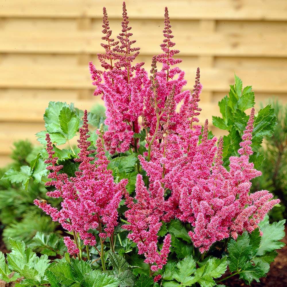 Astilbe pumila samen for anpflanzung