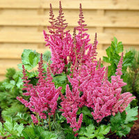 Astilbe pumila samen for anpflanzung