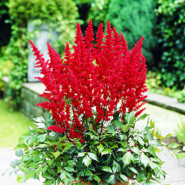 Astilbe rot flowering pflanze – elegant shade garten pflanze