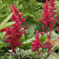 Astilbe rot garten – bright rot perennial blooms