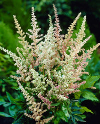 Cream astilbe samen for low-maintenance garten anpflanzung

