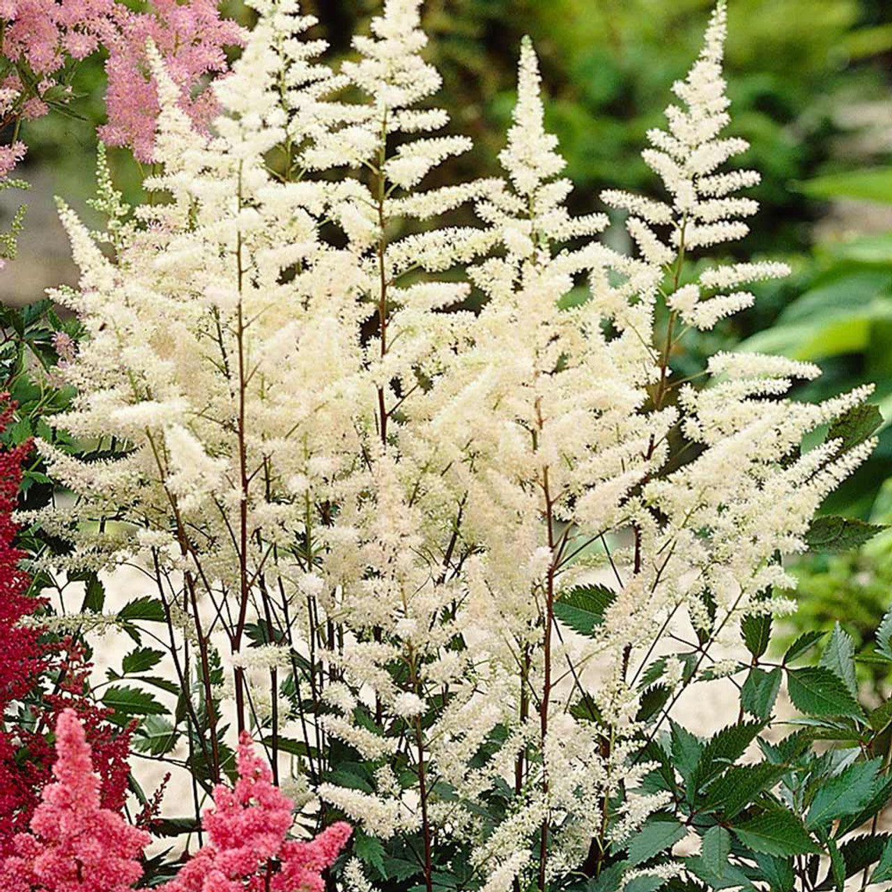 Astilbe pflanzen thriving in shaded garten
