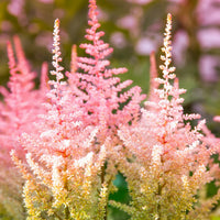 Astilbe blumen thriving in shaded garten areas