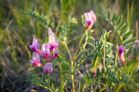 Astragalus Crassicarpus Blumensamen zur Aussaat leuchtend Blüten Traditionssorte & ohne Gentechnik Samen Hausgarten