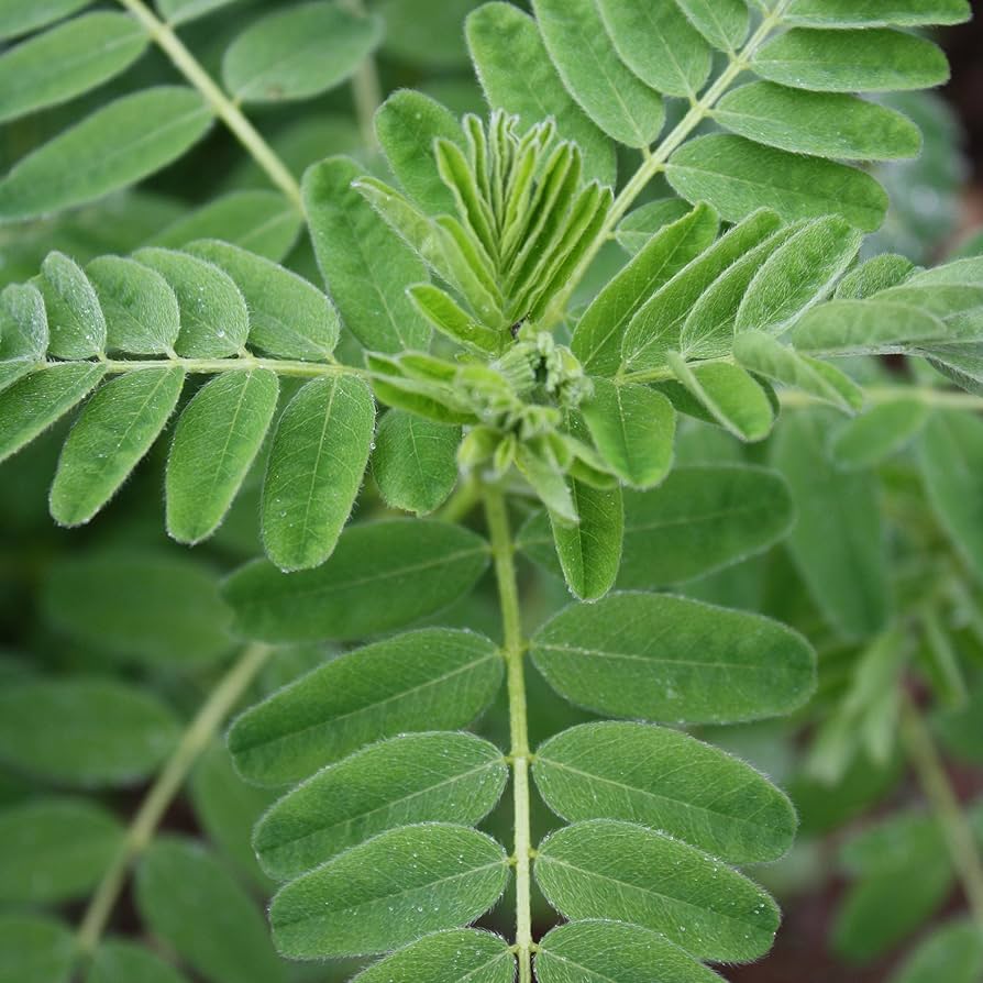Astragalus Pflanzen Anbau in Herbal Garten Bed