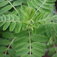 Astragalus Pflanzen Anbau in Herbal Garten Bed