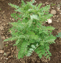 Astragalus Membranaceus Samen Germinating in Soil