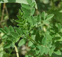 Astragalus Membranaceus Samen for Easy Aussaat