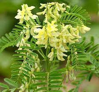 Perennial Astragalus Kraut grown from Samen in dry soil Garten
