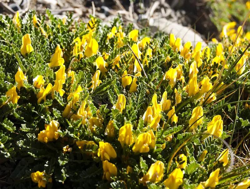 Astragalus Pflanze Samen for Herbal and Ornamental Gartenarbeit
