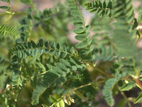 Young Astragalus Seedlings Anbau in Sunlight