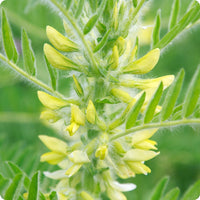 Astragalus Samen Astragalus membranaceus hardy perennial Kraut