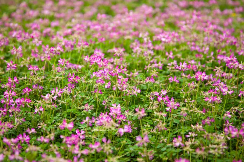 Rosa Astragalus Sinicus Blumensamen zur Aussaat – einjährig Blüten – Anzucht Garten Samen