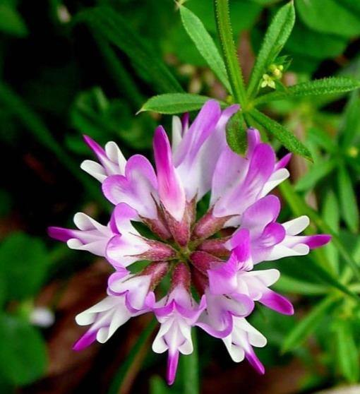 Lila Astragalus Blumensamen zur Aussaat – Drought verträglich – Traditionssorte & ohne Gentechnik Samen Hausgarten
