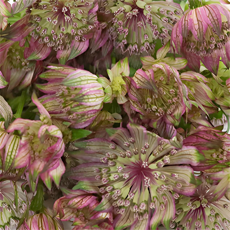 Lila Astrantia Blumensamen zur Aussaat Halbschatten verträglich Traditionssorte & ohne Gentechnik Samen Hausgarten
