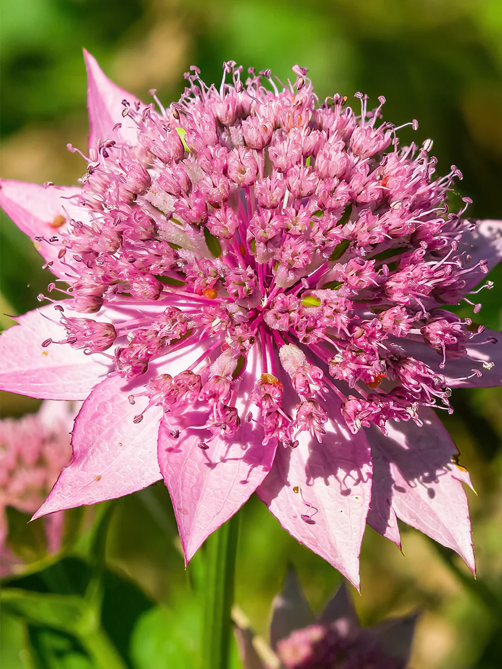 Astrantia blumen in garten border