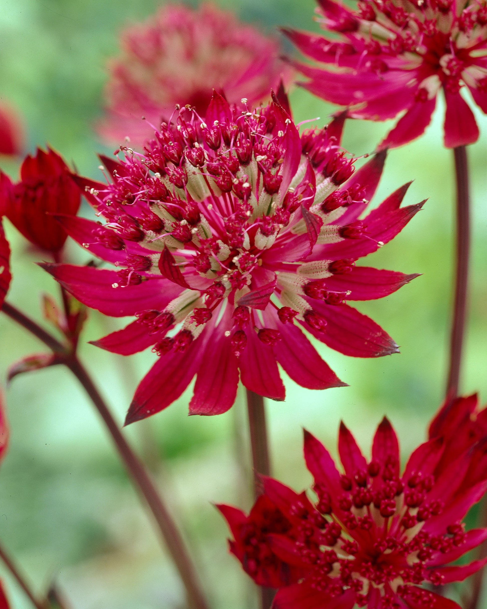 Kastanienrot Astrantia Blumensamen zur Aussaat – hochwertige Traditionssorte – ohne Gentechnik – Keimung biologisch Garten Samen