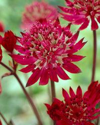 Kastanienrot Astrantia Blumensamen zur Aussaat – hochwertige Traditionssorte – ohne Gentechnik – Keimung biologisch Garten Samen