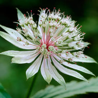Astrantia blume samen for anpflanzung