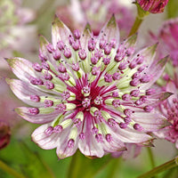 Astrantia blume samen for anpflanzung