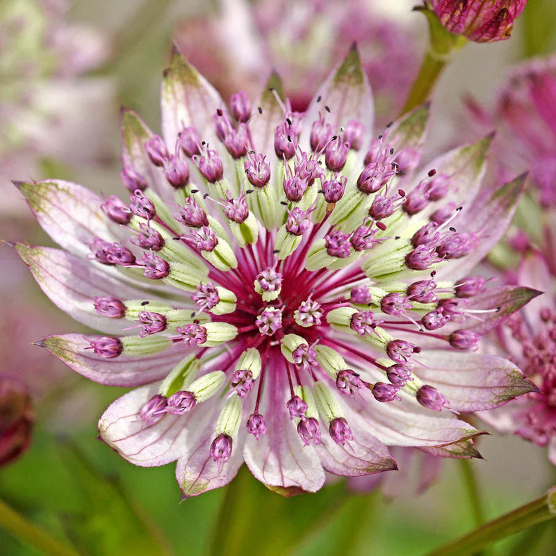 Astrantia blume samen for anpflanzung