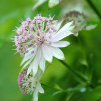 Astrantia garten pflanze with delicate weiß and rosa blooms