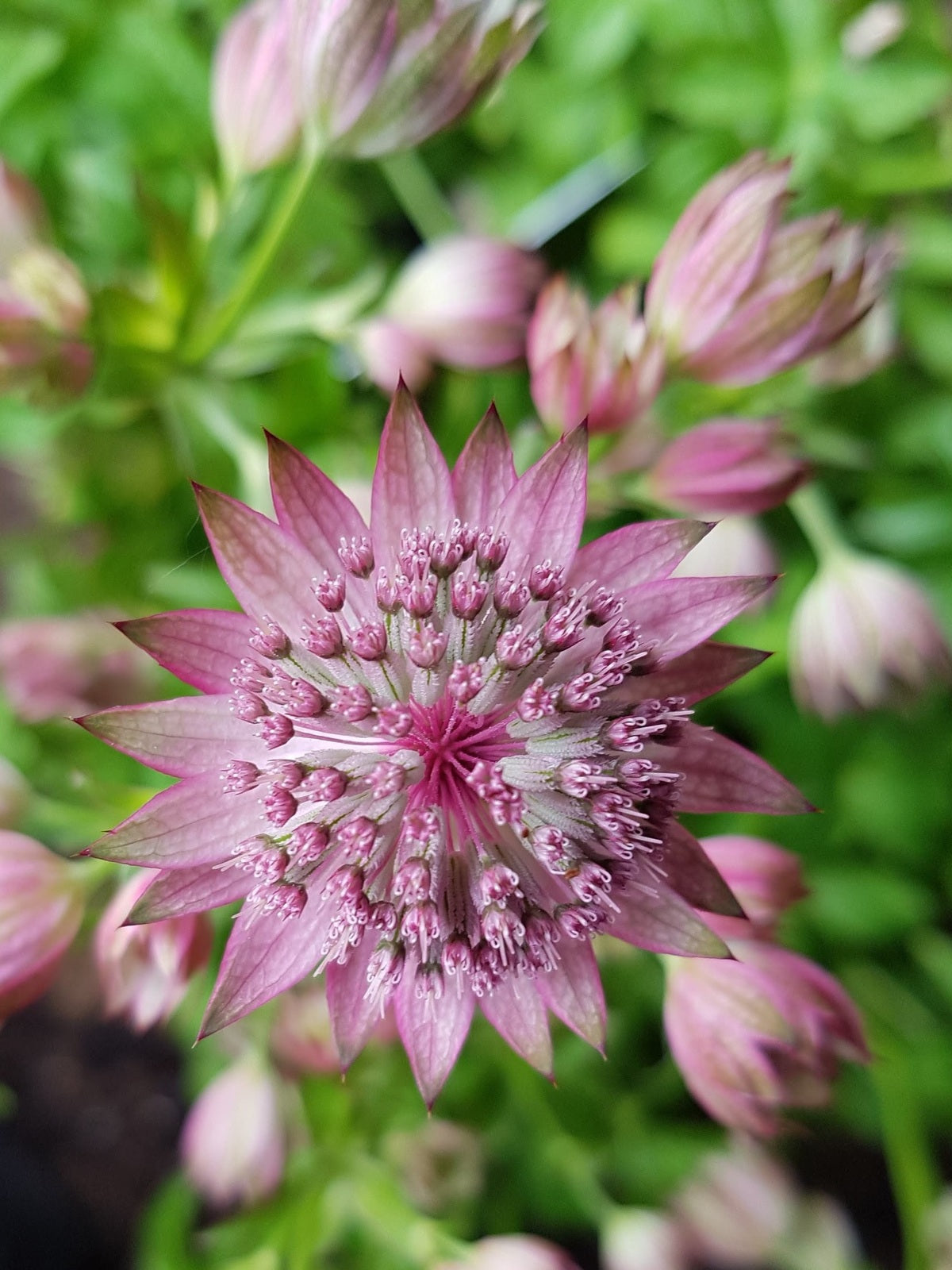 Lila Astrantia Blumensamen zur Aussaat Halbschatten verträglich Traditionssorte & ohne Gentechnik Samen Hausgarten