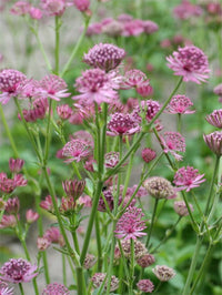 Astrantia major blume samen for anpflanzung - compact growth, heirloom & gmo free samen for home garten
 
 sale for anpflanzung in home garten