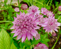 Rosa Astrantia Blumensamen zur Aussaat – hochwertige Qualitäts- – Traditionssorte & ohne Gentechnik Samen Hausgarten