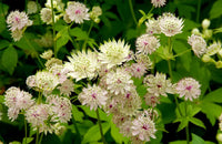 Grün Weiß Astrantia Blumensamen zur Aussaat – pflegeleicht – Traditionssorte & ohne Gentechnik Samen Hausgarten