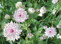 Blau Masterwort Samen zur Aussaat Astrantia Major Blumen