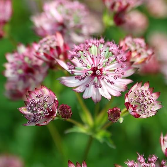 Astrantia pincushion samen for anpflanzung