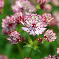 Astrantia pincushion samen for anpflanzung