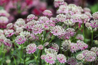 Fresh astrantia blumen for decoration
