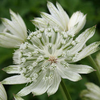Astrantia weiß blume samen for anpflanzung