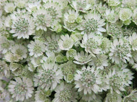 Weiß Astrantia Blumensamen zur Aussaat – sonnenliebend – Traditionssorte & ohne Gentechnik Samen Hausgarten