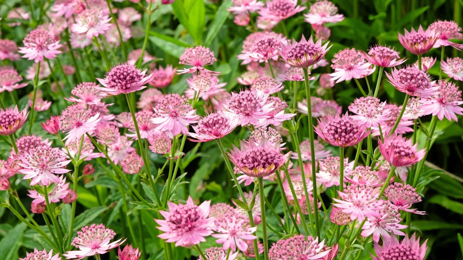 Astrantia Major Blumensamen zur Aussaat – kompakt Wuchs – Traditionssorte & ohne Gentechnik Samen Hausgarten